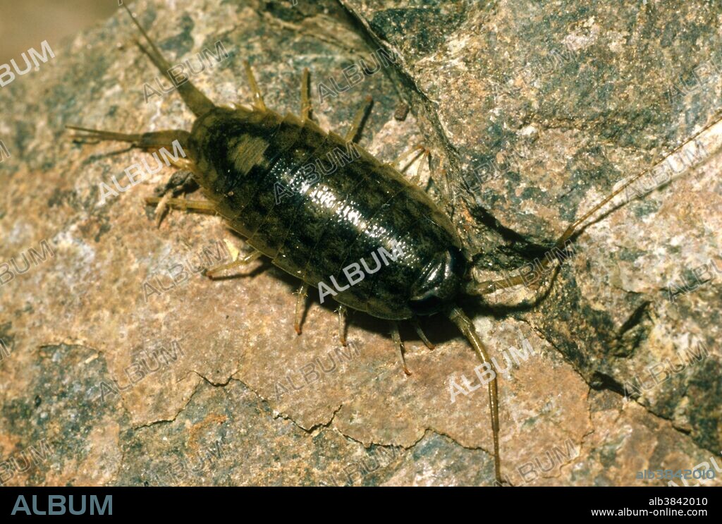 Rock louse (Ligia occidentalis) from California.