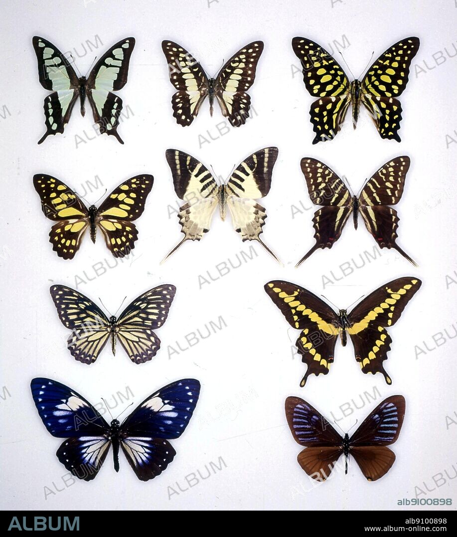 Butterflies/moths - (From the top, left to right) Graphium cloanthus, Graphium eurypylus, Graphium agamemnon, Graphium cyrus, Graphium antiphates, Graphium colonna, Papilio clytia, Papilio cresphontes, Papilio paradoxa, Papilio slateri.