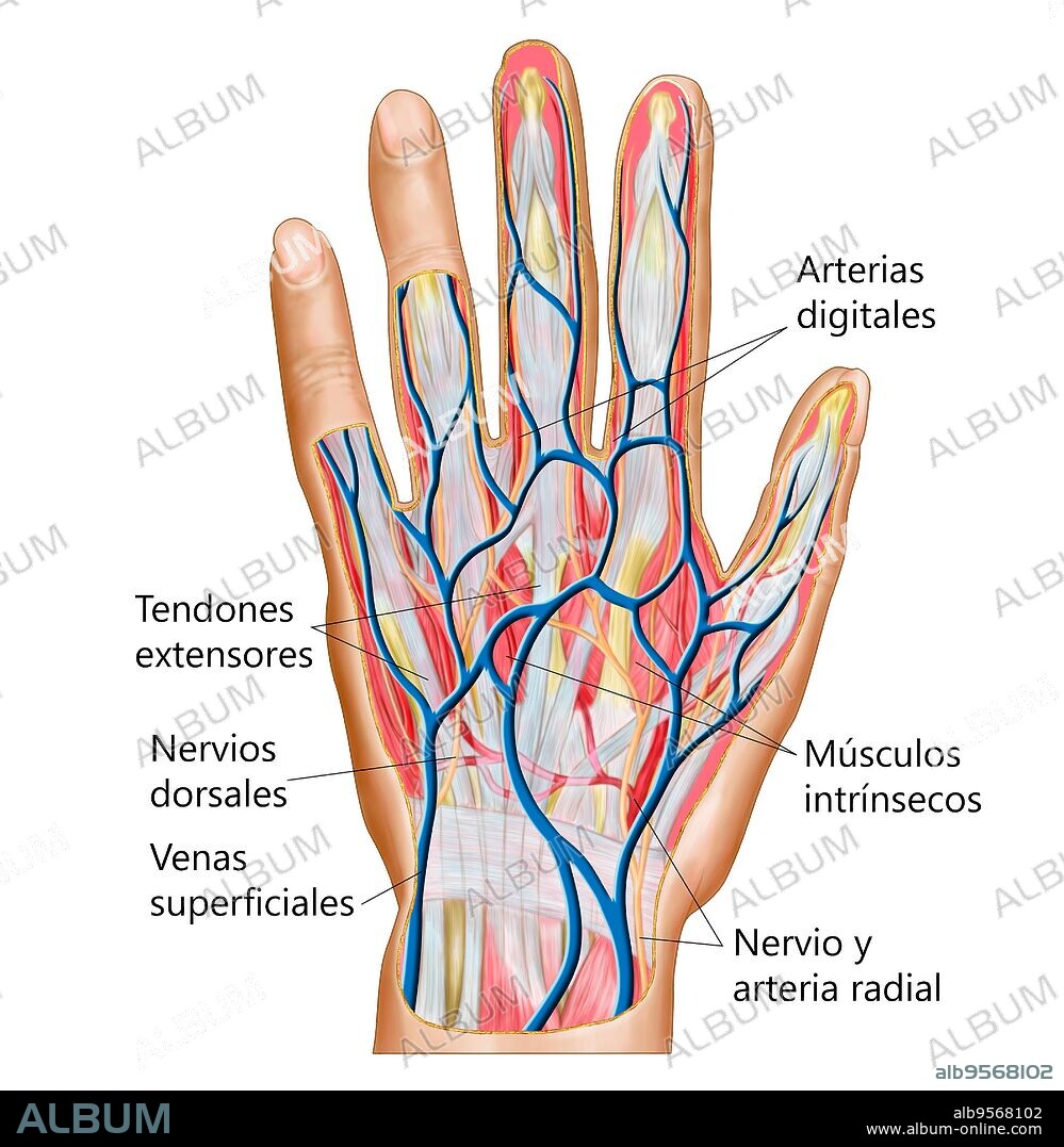 Anatomy of back of human hand.