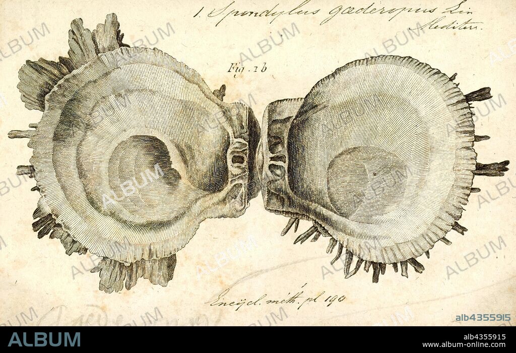 Spondylus gaederopus, Print, Spondylus gaederopus is a species of marine bivalve mollusc, a thorny oyster in the family Spondylidae. This species is endemic to the Mediterranean Sea.