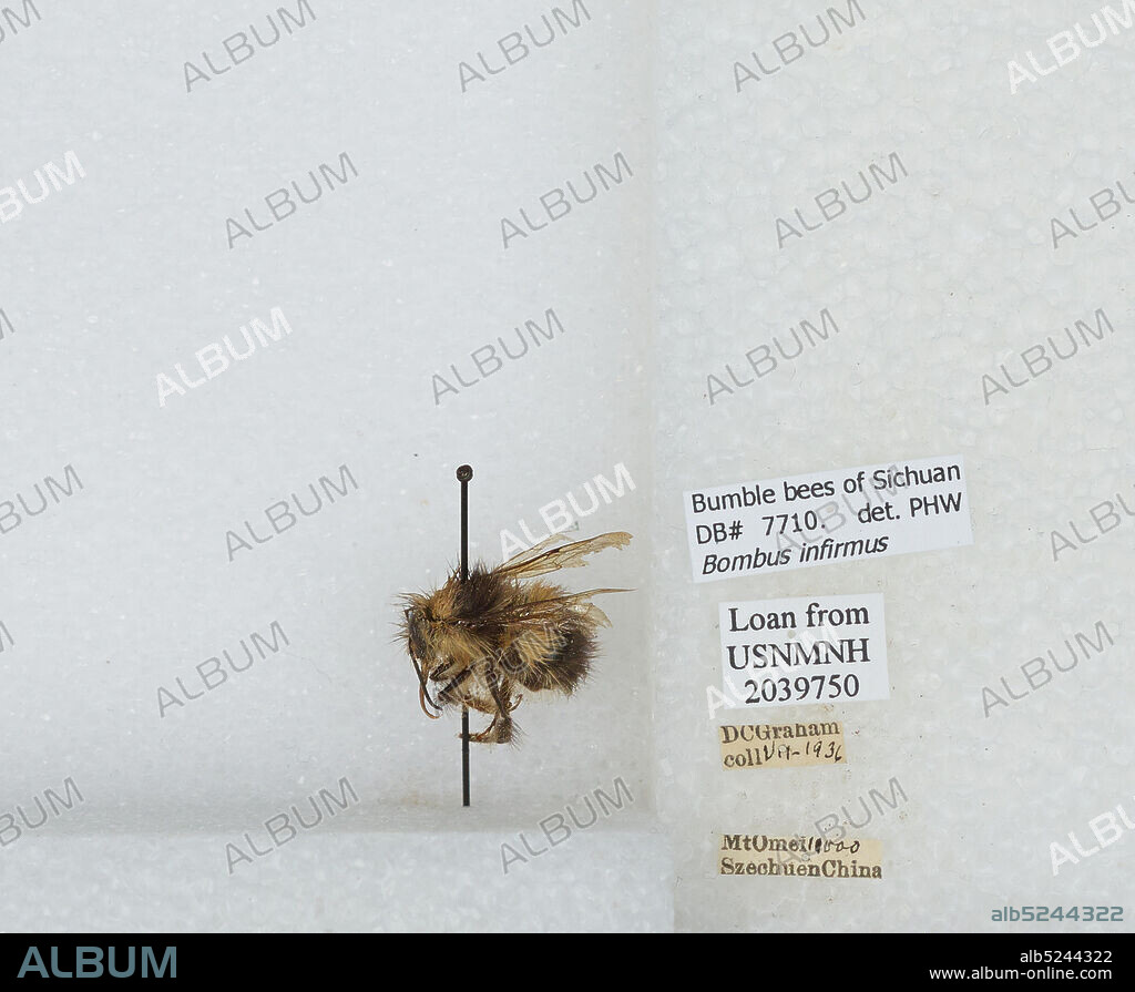 Mt Omei, Sichuan, China, Bombus (Pyrobombus) infirmis Tkalcu, Animalia, Arthropoda, Insecta, Hymenoptera, Apidae, Apinae.