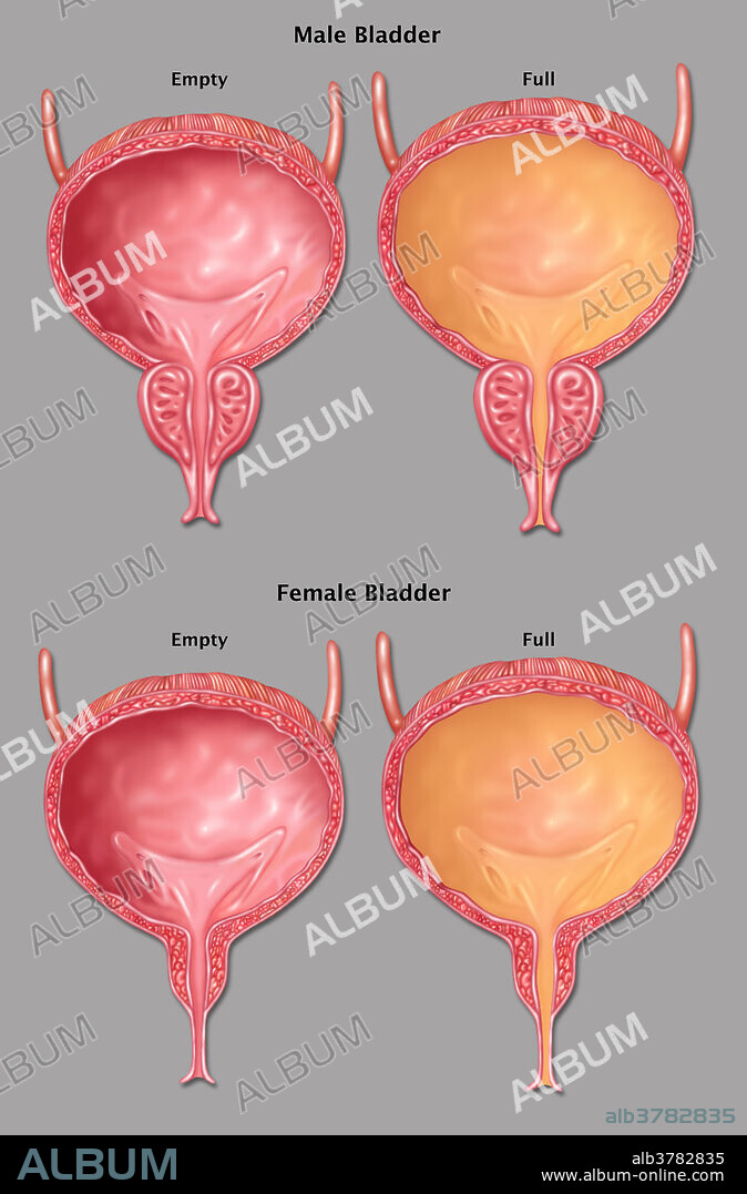 Illustration of a empty (left) and full (right) male (top) and female (bottom) bladders.
