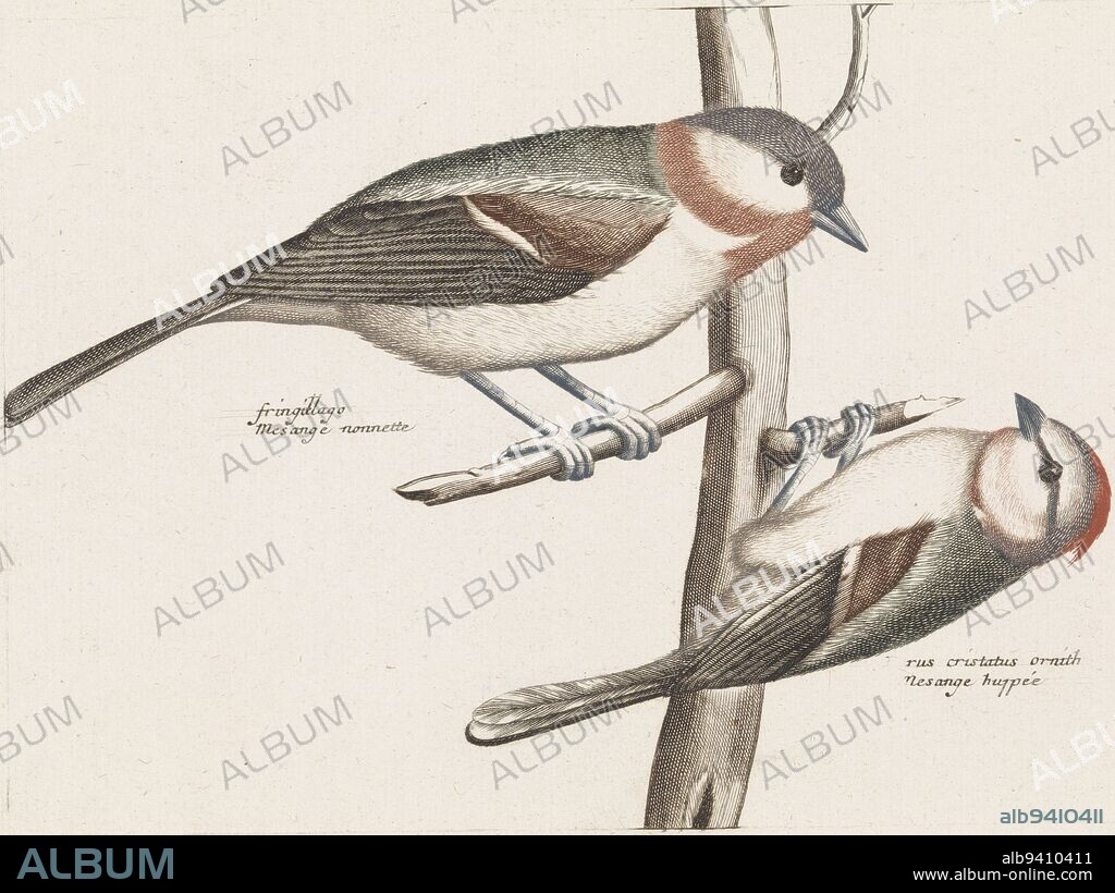 A glaucous-crested tit and a crested tit on a branch. Beside them their names in Latin and French, Glossyhead and Crested Tit, print maker: anonymous, Johan Teyler, Netherlands, 1688 - 1698, paper, engraving, h 140 mm × w 190 mm.