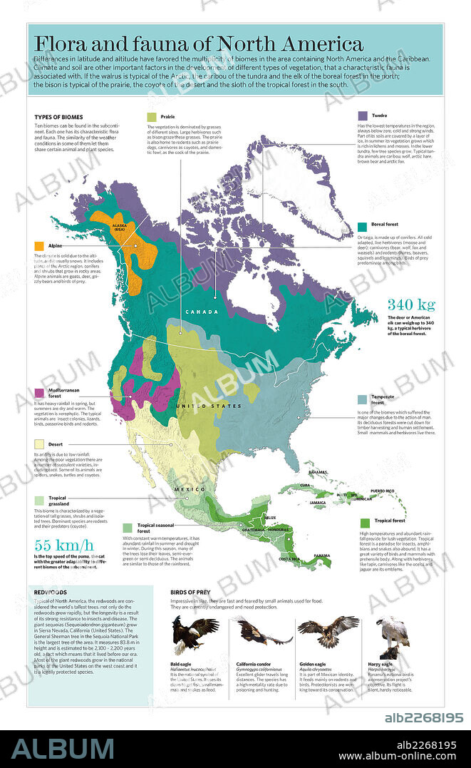 Flora y fauna de América del Norte. Infografía acerca de los distintos biomas que se dan en el subcontinente norteamericano.