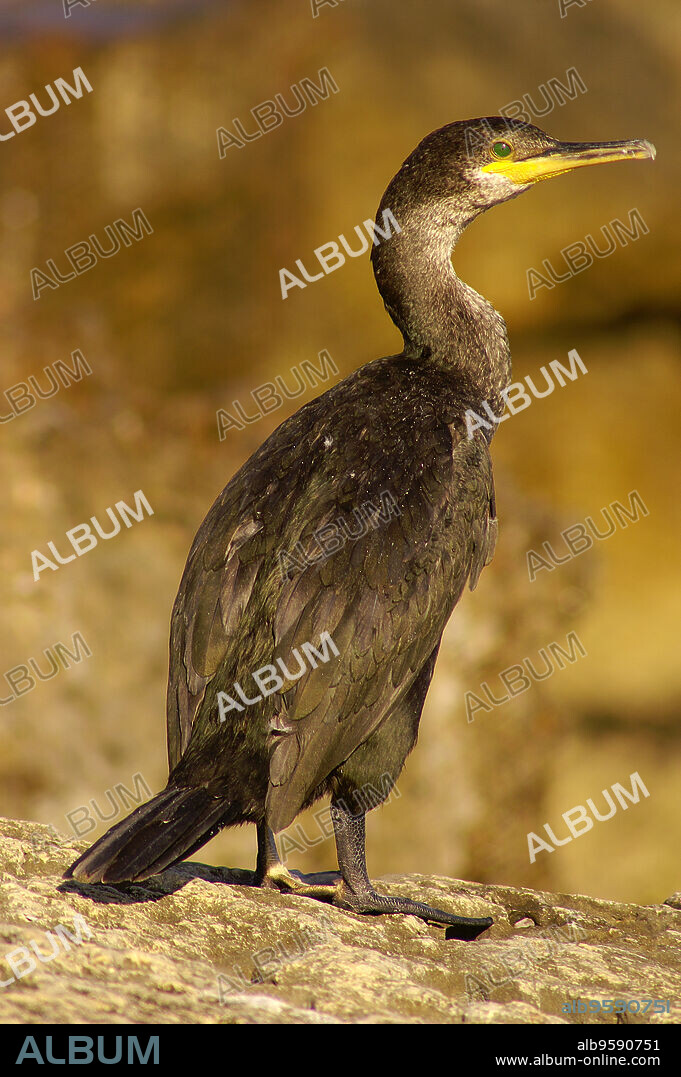 Cormoran moñudo,(Phalacrocorax aristotelis). SEstanyol.Mallorca.Baleares. España.