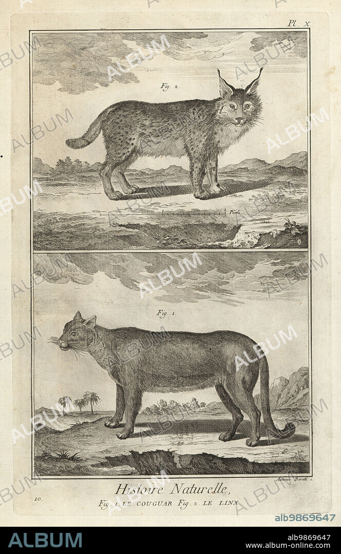 Puma or cougar, Puma concolor, and Eurasian lynx, Lynx lynx. Le couguar, le linx. Copperplate engraving by Antonio Baratti after Francois-Nicolas Martinet from Denis Diderot and Jean le Rond dAlemberts Encyclopedie, Histoire Naturelle (Encyclopedia: Natural History), Livourne, 1774. Francois-Nicolas Martinet (1731-1800) was a French draftsman and engraver.