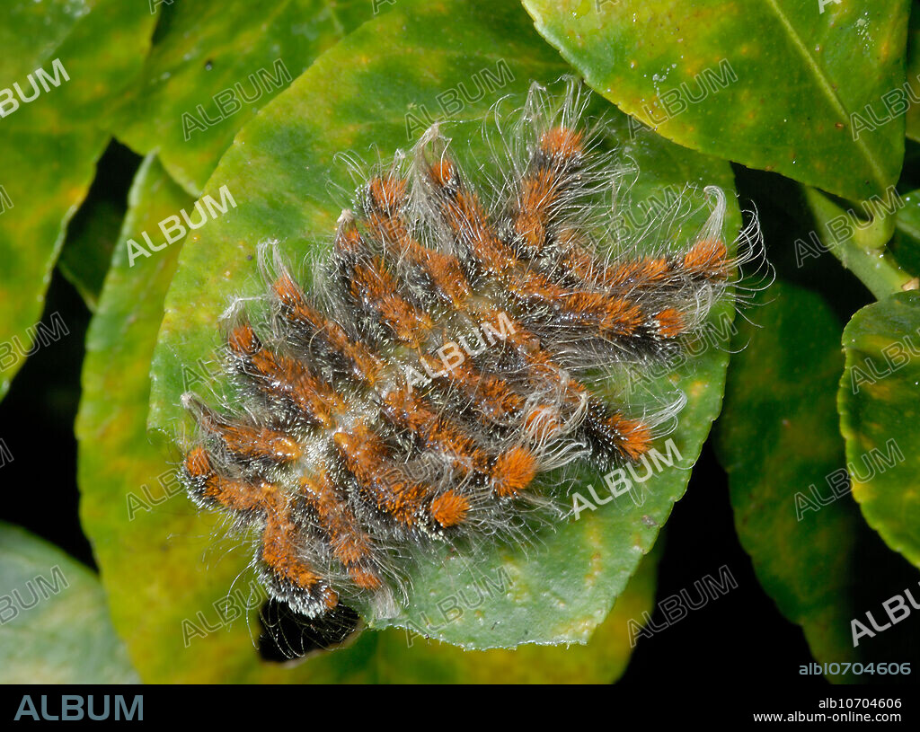 Monkey Slug, the caterpillar of a species of Shag Moth, family Limacodidae. The body lobes are covered with toxic urticating hairs and stinging spines that can produce a painful dermatitis in people Photographed feeding on a citrus tree in the Peruvian Amazon. The adult stage is a nondescript, moth.