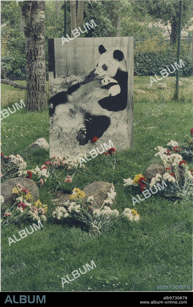 Madrid, abril de 1996. Muerte del oso panda del Zoo de Madrid «Chu-Lin», en la imagen una fotografía recordándole en su instalación.