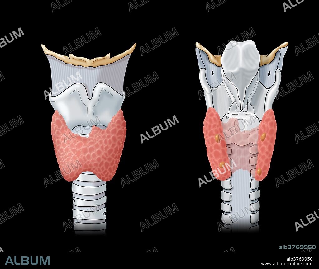 Anatomical illustration of the thyroid and parathyroid glands.