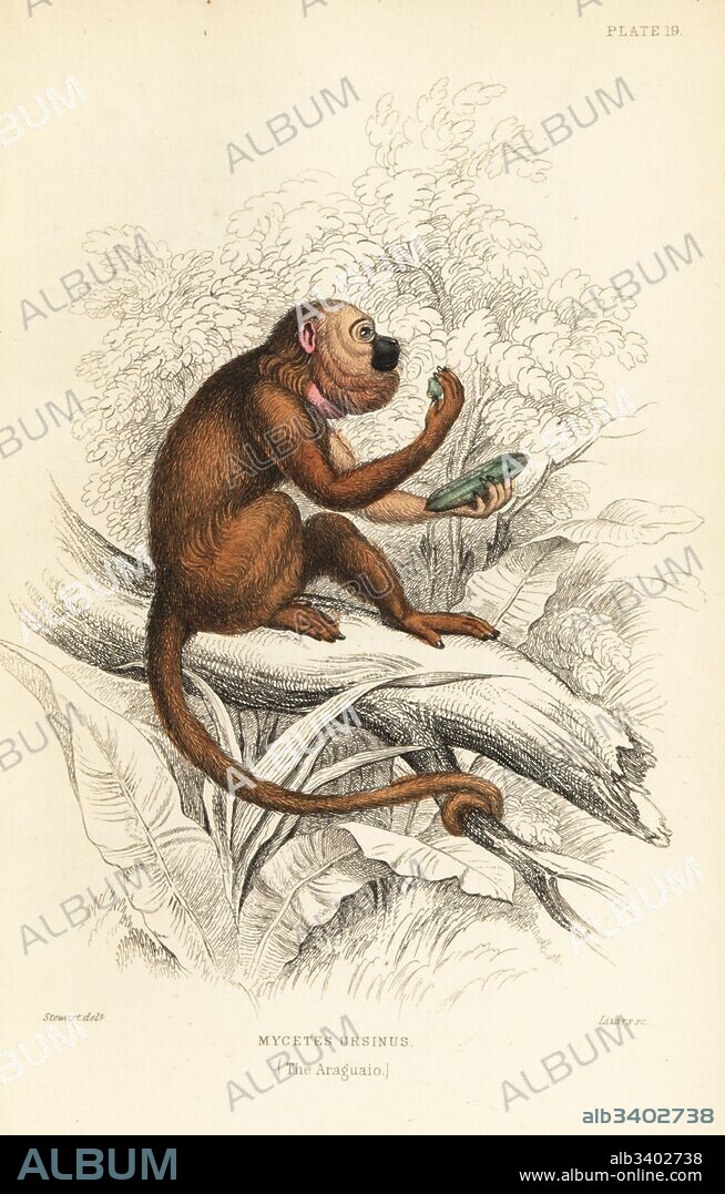 Brown howler monkey, Alouatta guariba, eating a guaba fruit, Inga edulis. (Araguato, Mycetes ursinus.) Critically endangered. Handcoloured steel engraving by W.H. Lizars after an illustration by James Stewart from Sir William Jardine's Naturalist's Library: Monkeys, Edinburgh, 1844.