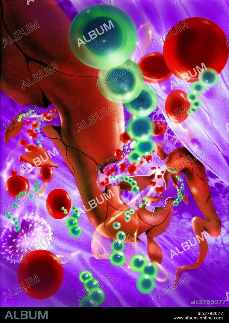 Illustration of the bacteria streptococcus pyogenes initiating an immune response in the body; the presence of the bacteria causes vascular permeability in this microscopic view of a large capillary.