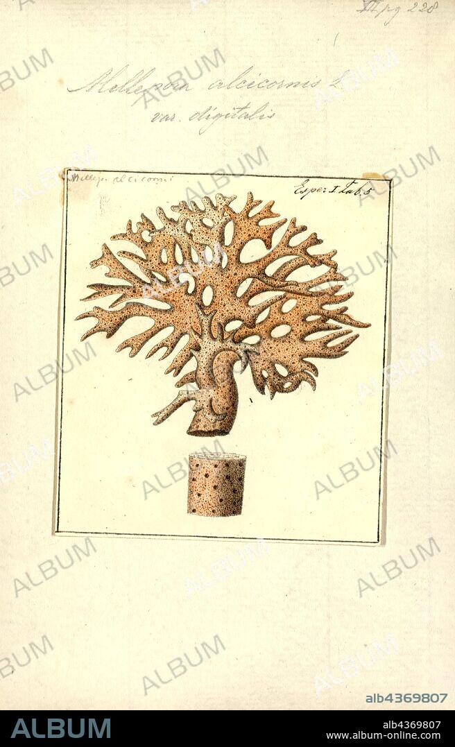 Millepora alcicornis, Print, Millepora alcicornis, or sea ginger, is a species of colonial fire coral with a calcareous skeleton. It is found on shallow water coral reefs in the tropical west Atlantic Ocean. It shows a variety of different morphologies depending on its location. It feeds on plankton and derives part of its energy requirements from microalgae found within its tissues. It is an important member of the reef building community and subject to the same threats as other corals. It can cause painful stings to unwary divers.