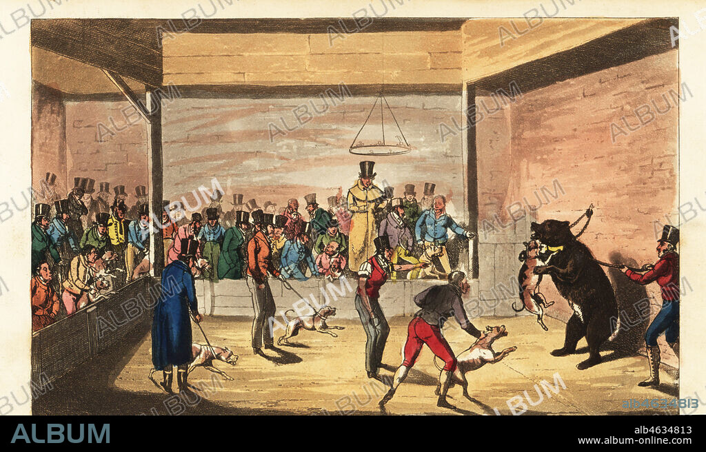 Regency dandies watching a bear baited by dogs. Charley oversees the sport, while dog owners wait to unleash their dogs on the bear. The Country Squire taking a Peep at Charleys Theatre Westminster, where the Performers are of the Old School. Handcoloured copperplate engraving after an illustration by Henry Alken from Real Life in London, or, the Further Rambles and Adventures of Bob Tallyho, Esq. and His Cousin The Hon. Tom Dashall, through the Metropolis, Jones, London 1821. Anonymous imitation of Pierce Egans Life in London.