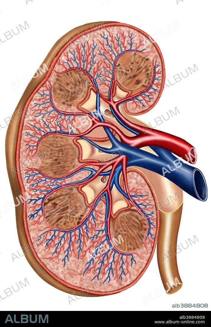 Cross section of internal anatomy of kidney.