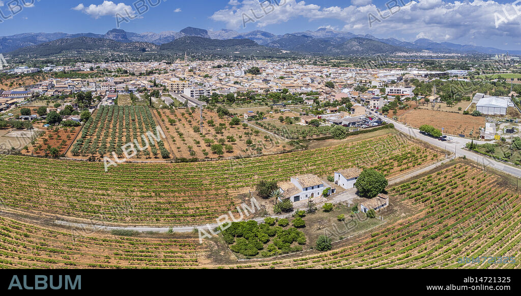 Vineyards of the José Luis Ferrer winery with the town of Binissalem in the background, Mallorca, Balearic Islands, Spain.
