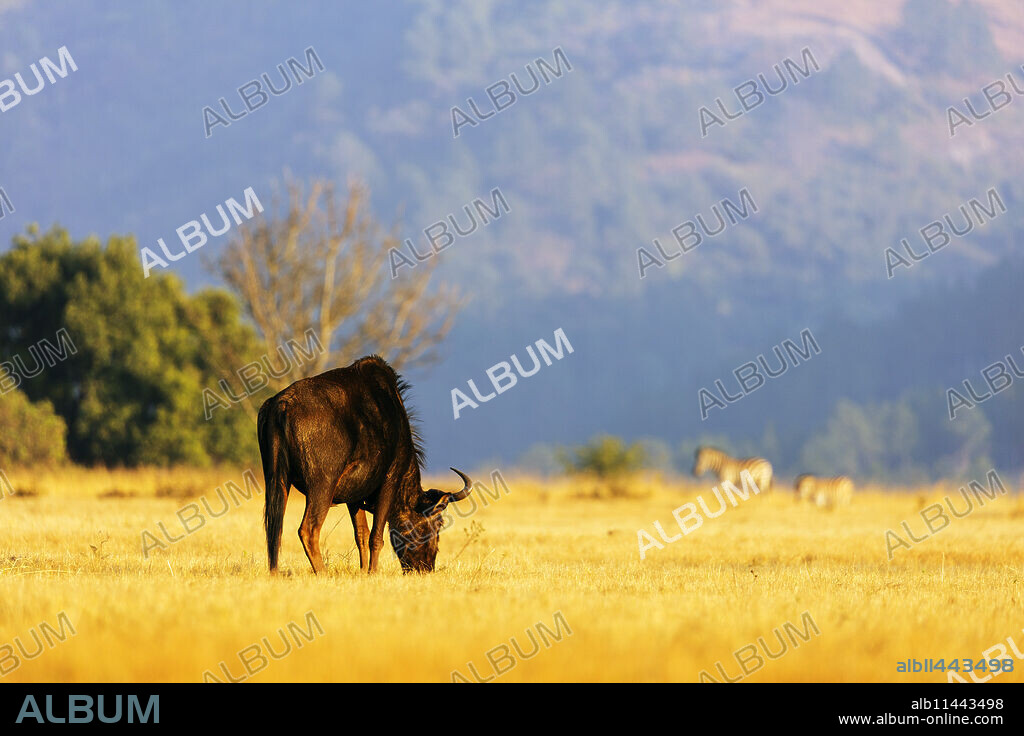 Blue wildebeest (Connochaetes taurinus), Mlilwane Wildlife Sanctuary, Swaziland, Africa.