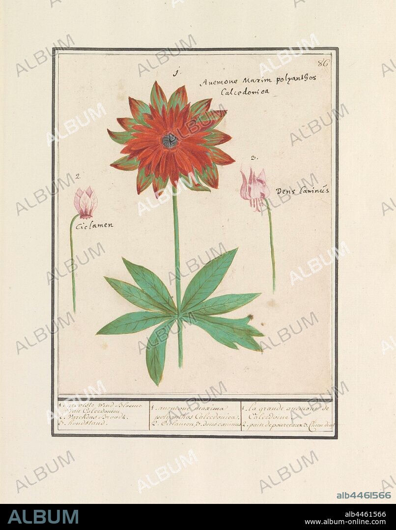 Anemone (Anemone), cyclamen (Cyclamen) and dog stand (Erythronium), 1. largest Wind Bloeme of Calcedonien 2. Varckens Broodt. 3. dog stand. / 1. anemone maxima polyanthos Calcedonica. 2. Ciclamen 3. dens caninus / 1. la grande anemone de Calcedoine. 2. pain de pourceaux 3. Chien dent (title on object), Anemone (or dahlia), cyclamen and dog. Numbered top right: 86. With the Latin names. Part of the first album with drawings of flowers and plants. Eighth of twelve albums with drawings of animals, birds and plants known around 1600, commissioned by Emperor Rudolf II. With explanations in Dutch, Latin and French, flowers: anemone, flowers (with NAME), flowers (DAHLIA), Anselmus Boetius de Boodt, 1596 - 1610, paper, watercolor (paint), deck paint, chalk, ink, pen, h 197 mm × w 159 mm.