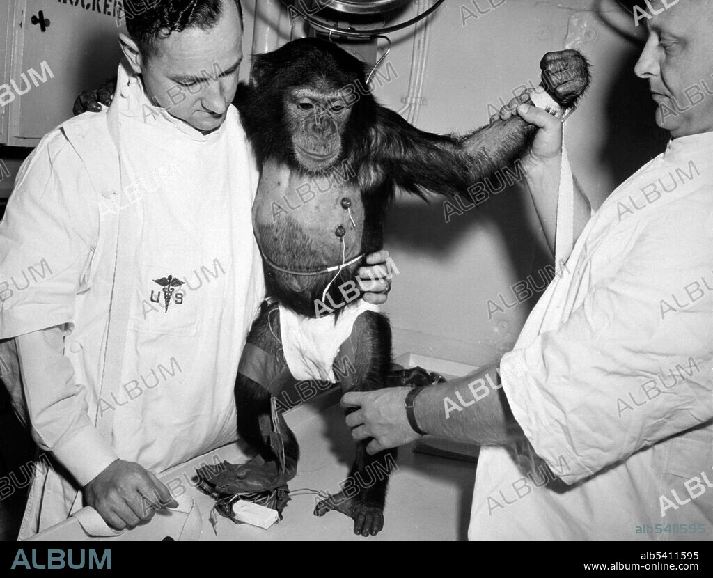Ham the chimp with bio-sensors attached to his body is readied by handlers for his trip in the Mecury-Redstone 2 spacecraft. On January 31, 1961, a Mercury-Redstone launch from Cape Canaveral carried the chimpanzee, Ham, over 400 miles down range in an arching trajectory that reached a peak of 158 miles above the Earth. The mission was successful and Ham performed his lever-pulling task well in response to the flashing light.