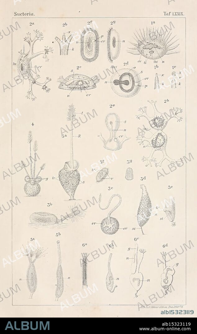 Dr. H.G. Bronn's Klassen und Ordnungen des Thier-Reichs, Leipzig und Heidelberg, C.F. Winter, 1866, zoology, A detailed illustration depicting various microscopic organisms with intricate designs and structures. The arrangement features multiple species of protists, highlighting their unique shapes, such as star-like formations, elongated bodies, and bulbous ends. Organisms are labeled with letters and numbers, providing a reference for identification. Various textures and appendages are illustrated, showcasing the diversity found within the microscopic world. This collection serves as an educational reference, illustrating the complexity and beauty of single-celled life forms.