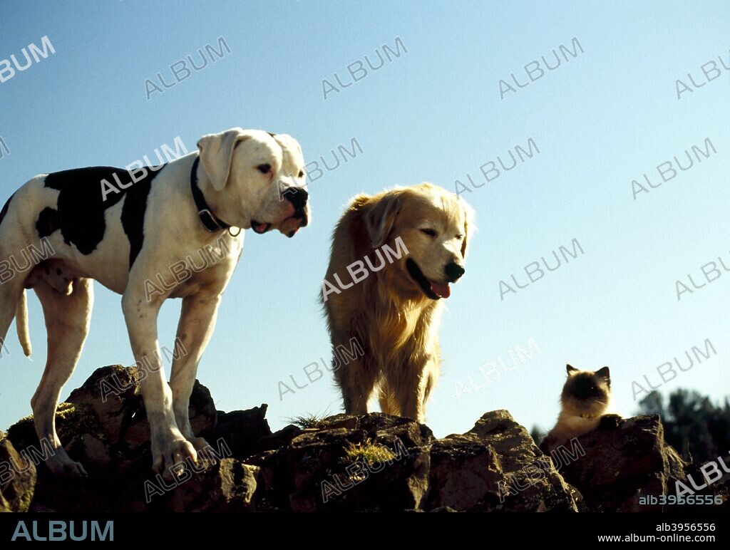 DE VUELTA A CASA. UN VIAJE INCREIBLE, 1993 (HOMEWARD BOUND: THE INCREDIBLE JOURNEY), dirigida por DUWAYNE DUNHAM. Copyright WALT DISNEY PICTURES.