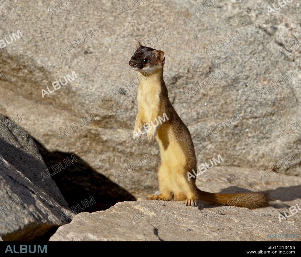 Stoat (Short-tailed weasel) (Mustela erminea), Mount Evans, Colorado, United States of America, North America.