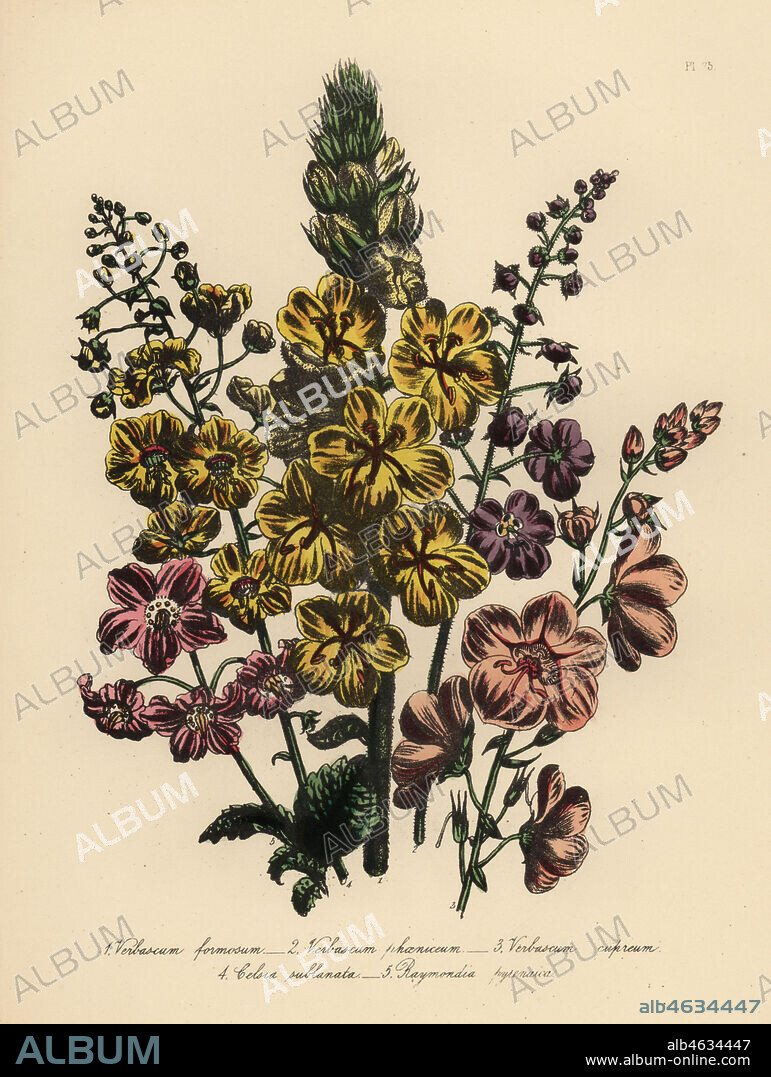 Handsome verbascum, Verbascum formosum, purple verbascum, Verbascum phoeniceum, copper-coloured mullein, Verbascum cupreum, woolly celsia, Celsia sublanata, and Pyrenean ramondia, Ramondia myconi. Handfinished chromolithograph by Henry Noel Humphreys after an illustration by Jane Loudon from Mrs. Jane Loudon's Ladies Flower Garden of Ornamental Perennials, William S. Orr, London, 1849.