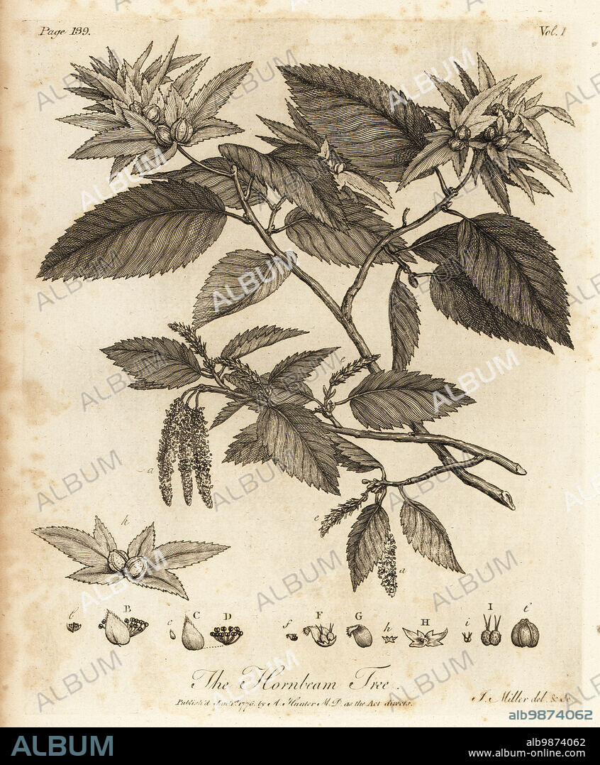 Hornbeam tree with male and female catkins, Carpinus betulus. Copperplate engraving drawn and engraved by John Miller (Johann Sebastian Muller) from John Evelyns Sylva, or A Discourse of Forest Trees and the Propagation of Timer, J. Dodsley, London, 1776.