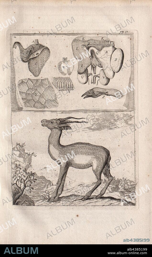 Gazelle, Illustration of a gazelle and its organs from the 17th century, Fig. 1, p. 52, 1688, Claude Perrault, Alexander Pitfield, Richard Waller: Memoir's for a natural history of animals: containing the anatomical descriptions of serveral creatures dissected by the Royal Academy of Sciences at Paris. London: printed by Joseph Streater, and are to be sold by T. Basset, J. Robinson, B. Aylmer, Joh. Southby, and W. Canning, [1688].