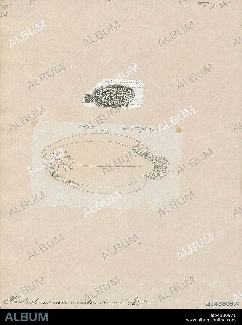 Pardachirus marmoratus, Print, Pardachirus marmoratus, also known as the finless sole, the speckled sole or the Red Sea Moses sole, is a small fish from the Red Sea that secretes an ichthyotoxic milky substance from the base of its dorsal and anal fins. This secretion contains pardaxin, a lipophillic peptide that causes severe plasma membrane disruption resulting in cell leakage. The pardaxin containing secretion is used as a defensive mechanism against predators including sharks. Pardaxin is irritating to predator fish, particularly affecting the sensitive gills. Dr. Eugenie Clark conducted much of the early work on Pardachirus marmoratus., 1700-1880.