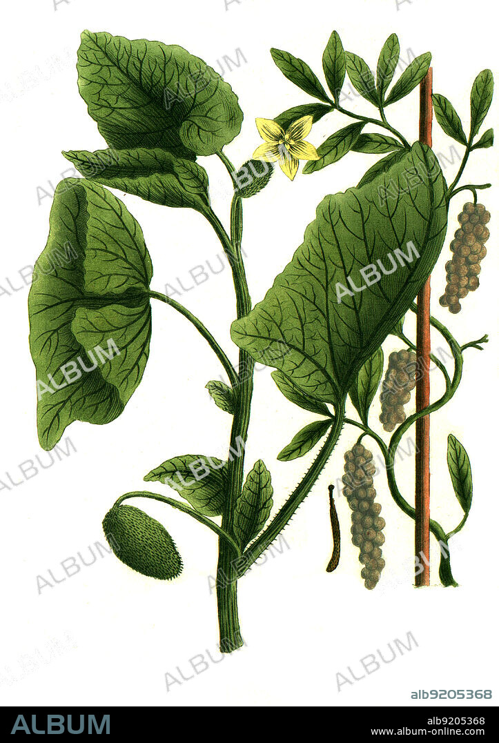 Cubeba, Kubeben-Pfeffer, Kubebenpfeffer, Piper cubeba, und Cucumis agrestis, Wilde Melone, Cucumis melo Agrestis / Piper cubeba, cubeb or tailed pepper is a plant in genus Piper, cultivated for its fruit and essential oil, Digital retuschierte Illustration aus Phytanthoza iconographica von Johann Wilhelm Weinmann, Maler Bartholomäus Seutter und Kupferstecher Johann Jakob Haid und Johann Elias Ridinger, 1740 / Digitally retouched illustration from Phytanthoza iconographica by Johann Wilhelm Weinmann, painter Bartholomäus Seutter and engravers Johann Jakob Haid and Johann Elias Ridinger, 1740.