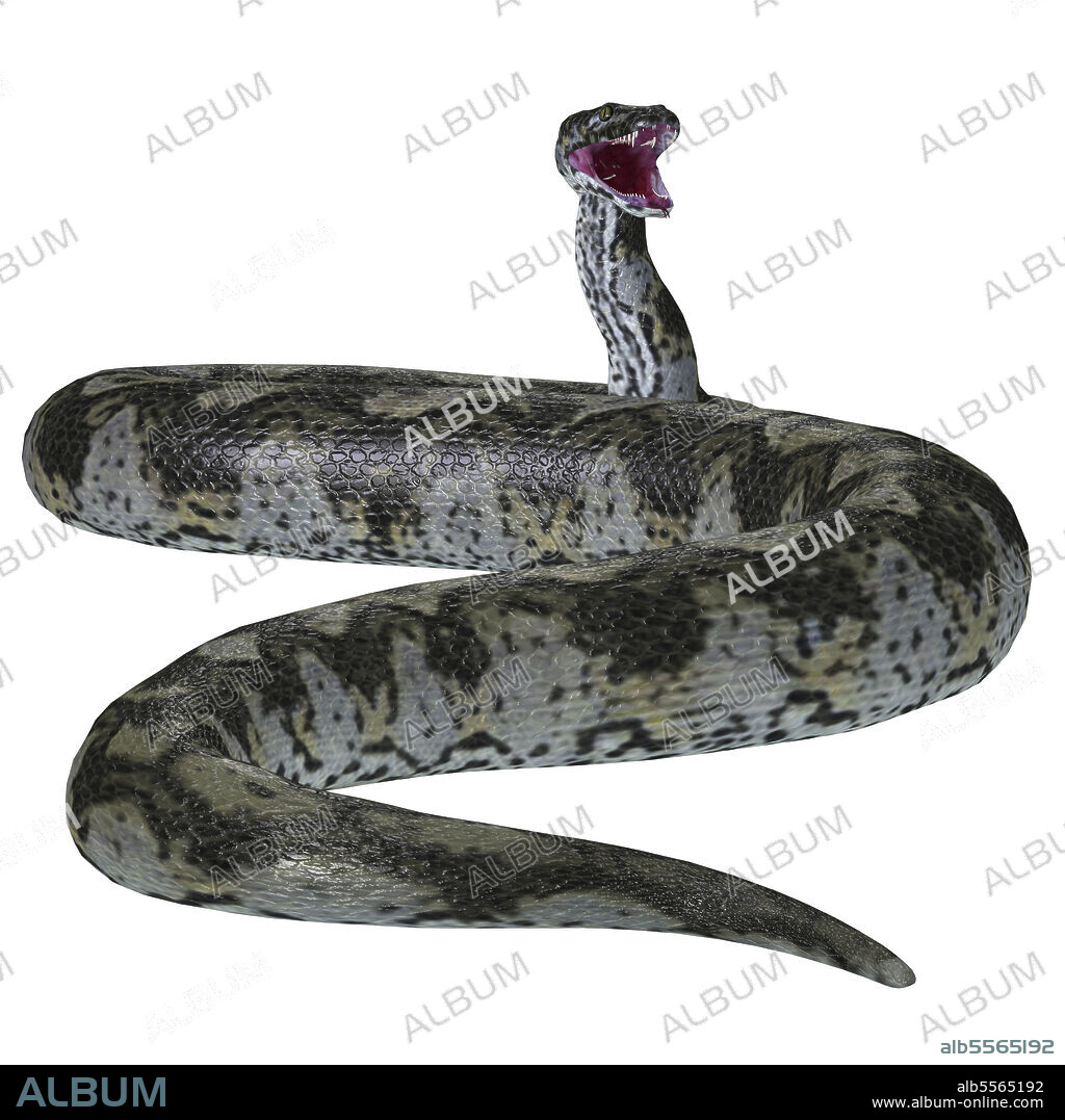 Titanoboa snake tail. This predatory carnivorous Titanoboa snake lived during the Paleocene Period of Columbia, South America.