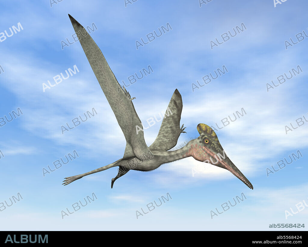 Pterodactylus prehistoric bird flying in the blue sky.