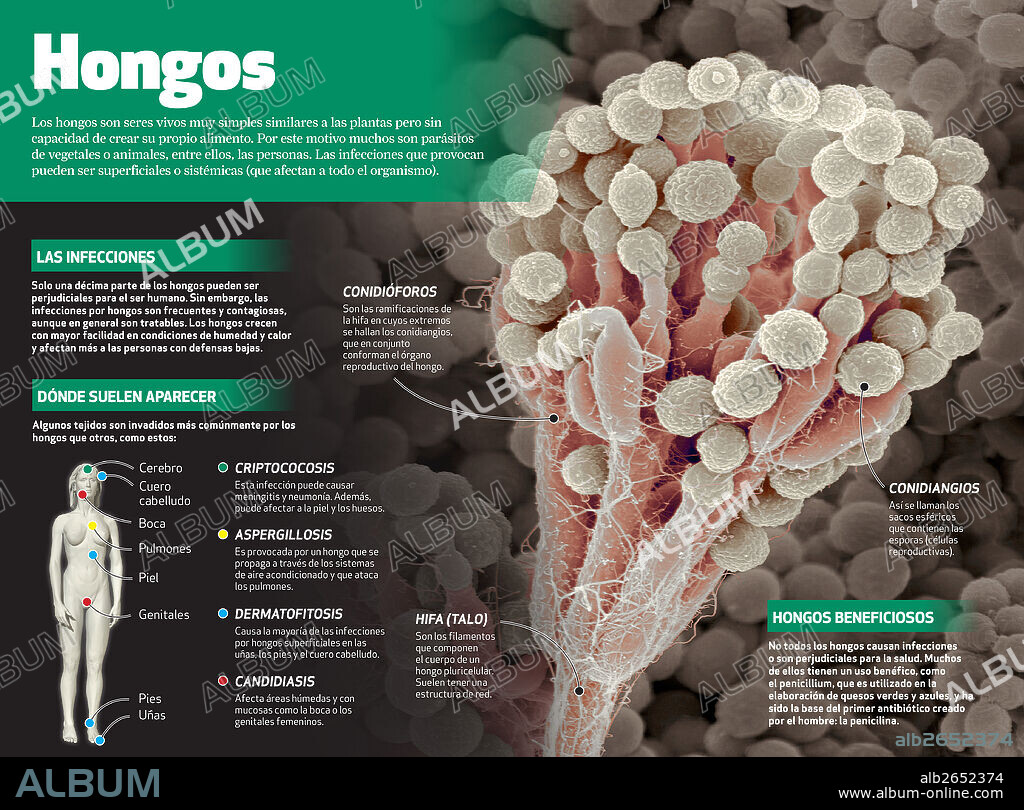 hongos. Infografía de los hongos, seres vivos muy simples similares a las plantas pero sin capacidad de crear su propio alimento.