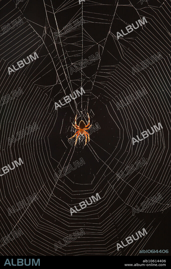 Marbled Orb Weaver Spider (Araneus marmoreus), in the center of its web.