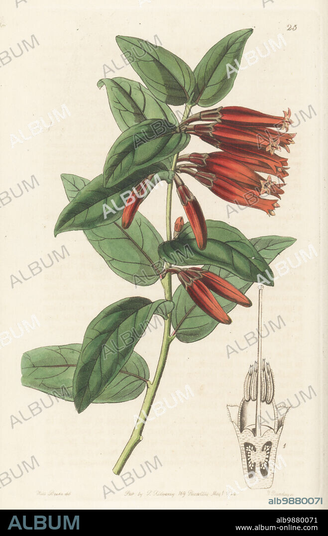 Macleania insignis. Named for Scottish plant merchant John Maclean of Lima, Peru. Long-flowered macleania, Macleania longiflora. Handcoloured copperplate engraving by George Barclay after a botanical illustration by Sarah Drake from Edwards Botanical Register, continued by John Lindley, published by James Ridgway, London, 1844.