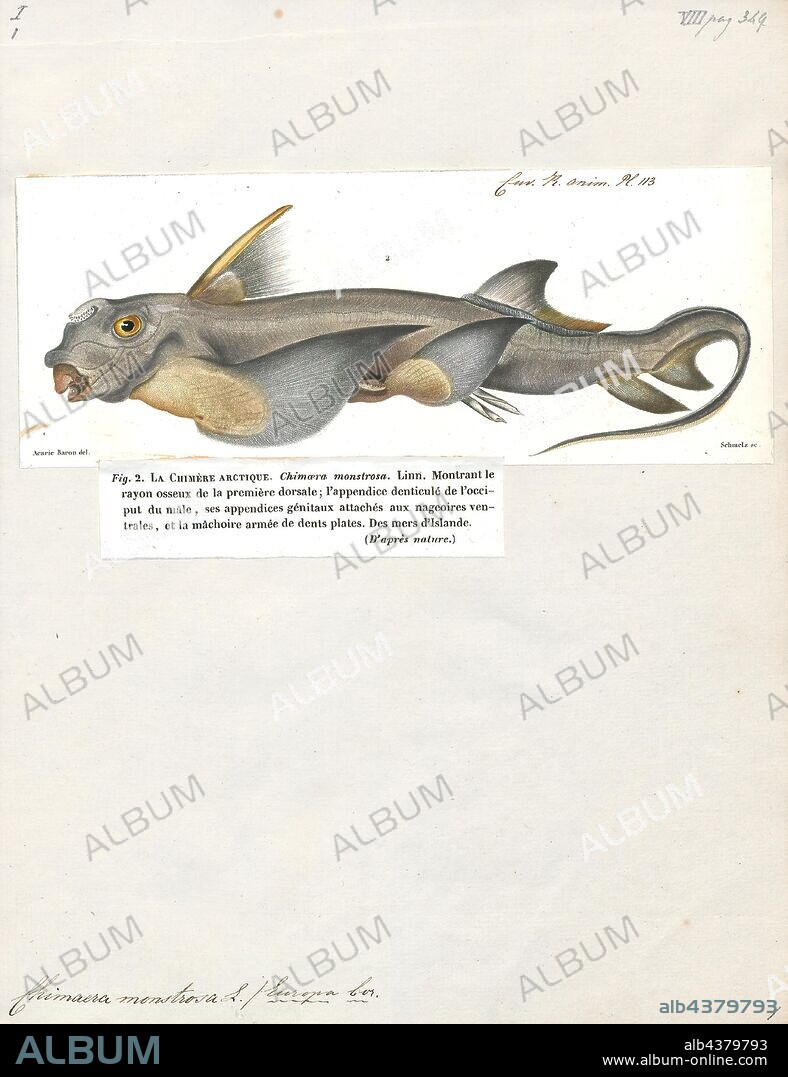 Chimaera monstrosa, Print, Chimaera monstrosa, also known as the rabbit fish or rat fish, is a northeast Atlantic and Mediterranean species of fish in the Chimaeridae family., 1700-1880.