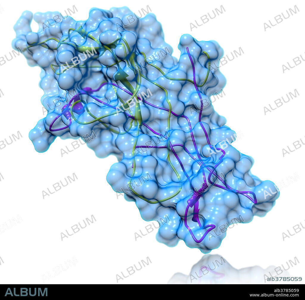 Human Chorionic Gonadotropin Molecular Model