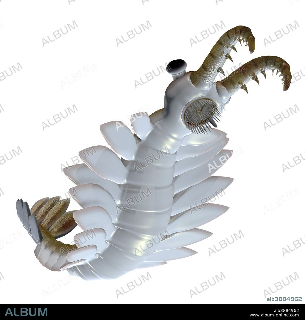 Anomalocaris is the largest known predator of Cambrian seas and hunted smaller arthropods of that time.