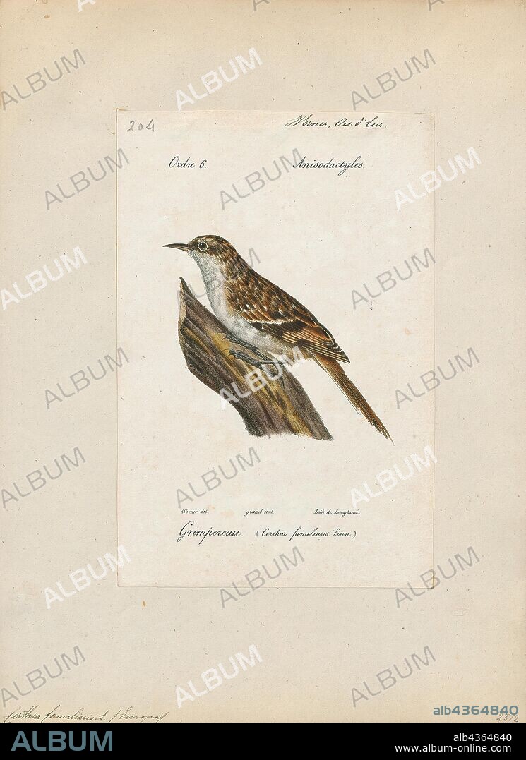 Certhia familiaris, Print, The Eurasian treecreeper or common treecreeper (Certhia familiaris) is a small passerine bird also known in the British Isles, where it is the only living member of its genus, simply as treecreeper. It is similar to other treecreepers, and has a curved bill, patterned brown upperparts, whitish underparts, and long stiff tail feathers which help it creep up tree trunks. It can be most easily distinguished from the similar short-toed treecreeper, which shares much of its European range, by its different song., 1842-1848.