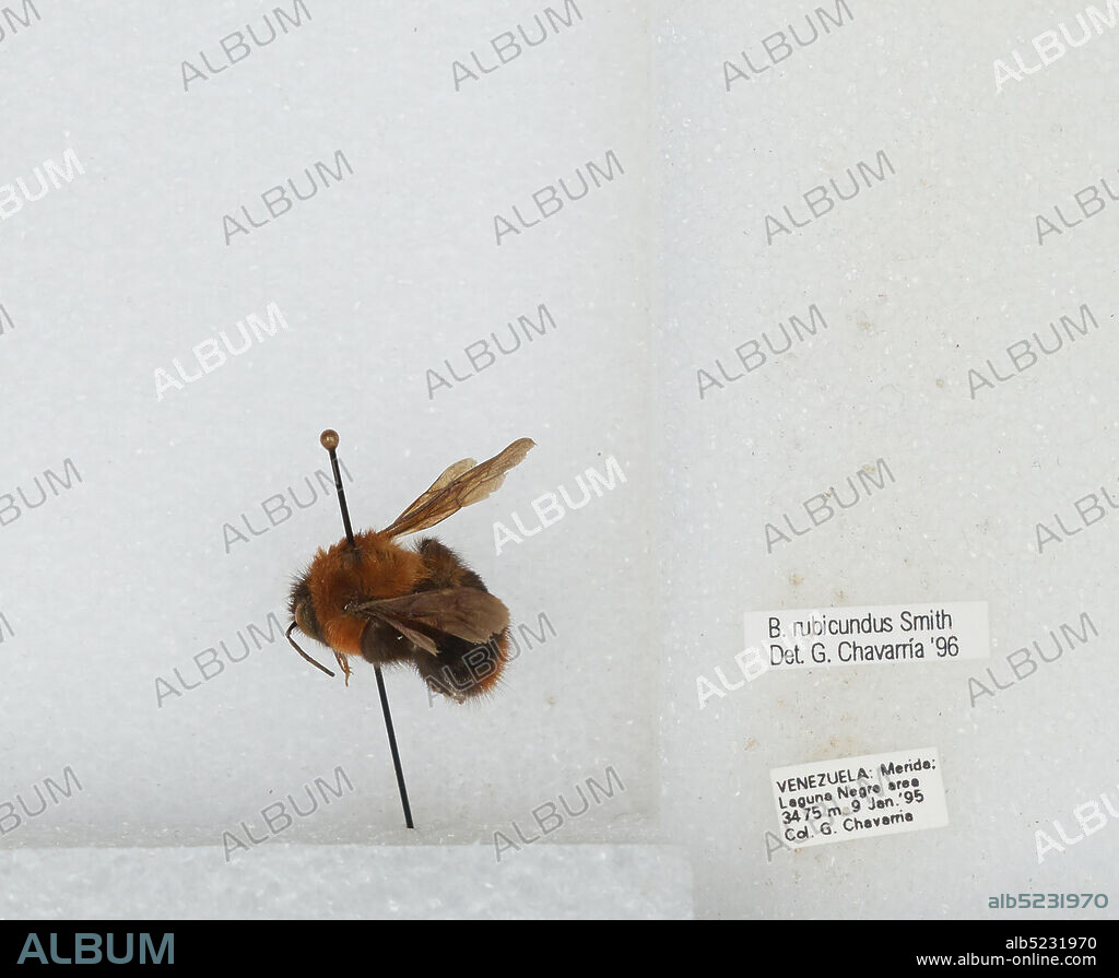 Laguna Negre area, Merida, Venezuela, Bolivarian Republic of, Bombus (Rubicundobombus) rubicundus Smith, Animalia, Arthropoda, Insecta, Hymenoptera, Apidae, Apinae.