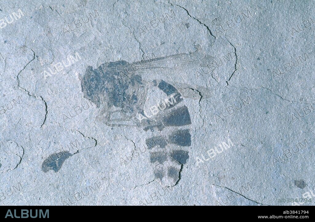 Fossilized wasp (Paleovespa florissantia) from the Eocene Epoch Florissant Fossil Beds National Monument in Colorado.
