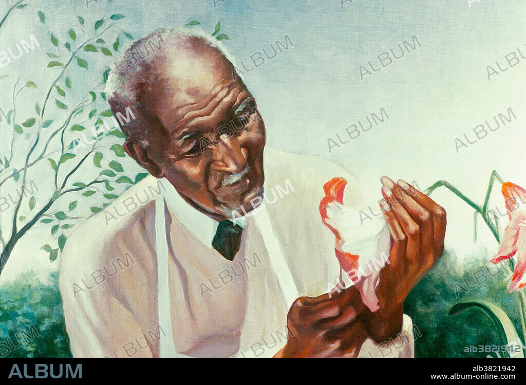 Portrait of George Washington Carver painted in 1942 by Betsy G. Reyneau. Carver (1864 - 1943) is known for his research into and promotion of alternative crops to cotton, such as peanuts and sweet potatoes, in the Reconstruction South (when the agricultural monoculture of cotton had depleted the soil and the boll weevil was destroying the crop).