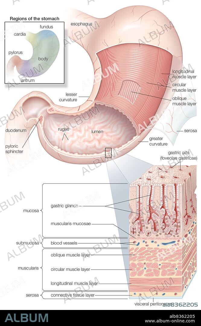 Diagram showing the Mucosa and musculature of the human stomach plus insets of histology and regions.
