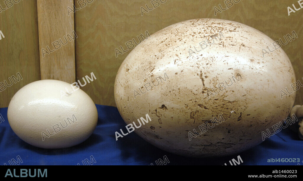 HUEVOS. Izqda.: HUEVO DE AVESTRUZ (actual). Dcha.: HUEVO DE PAJARO. Molde de un HUEVO DE AEPYORNIS, extinto (Madagascar). Museo de Geología. Rapid City. Estado de Dakota del Sur. Estados Unidos.