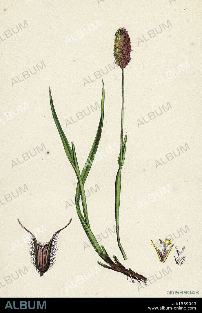 Phleum alpinum; Alpine Timothy-grass.