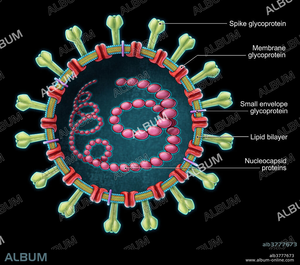 A cross-sectional illustration of the Middle Eastern Respiratory Syndrome coronavirus (MERS-CoV), a positive-sense, single-stranded RNA virus responsible for a viral respiratory infection. Symptoms of the virus include fever, cough, diarrhoea, and shortness of breath. Camels are believed to be involved in the transmission of the virus to humans, which is then spread person to person through close contact.
