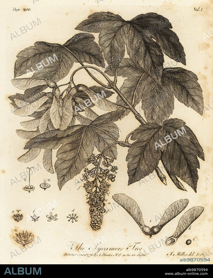 Sycamore Tree, Acer pseudoplatanus. Copperplate engraving drawn and engraved by John Miller (Johann Sebastian Muller) from John Evelyns Sylva, or A Discourse of Forest Trees and the Propagation of Timer, J. Dodsley, London, 1776.