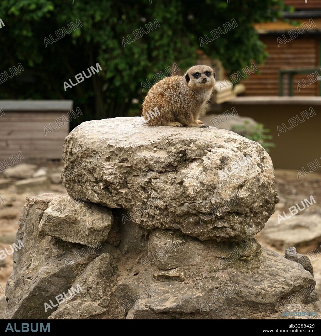 The meerkat or suricate (Suricata suricatta). A small carnivoran belonging to the mongoose family (Herpestidae). It is the only member of the genus Suricata. Meerkats live in all parts of the Kalahari Desert in Botswana, in much of the Namib Desert in Namibia and southwestern Angola, and in South Africa.