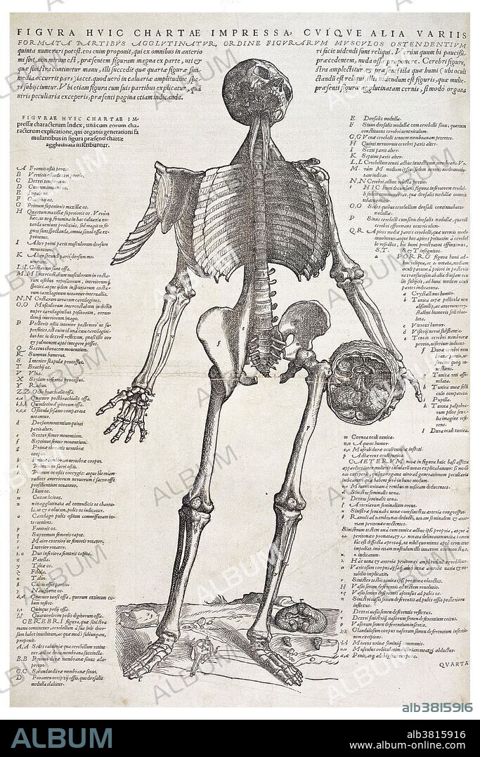 Skeleton Holding a Skull, Andreas Vesalius, 1543