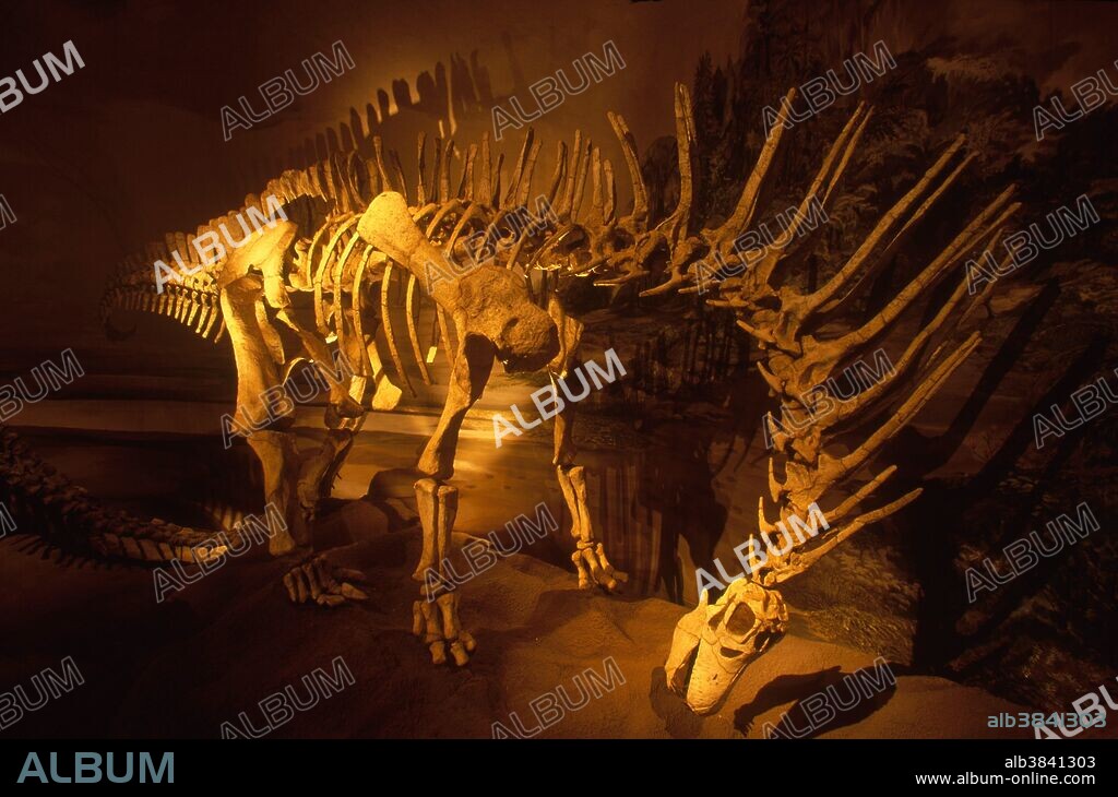 Skeleton of of Amargasaurus cazaui from the Lower Cretaceous Period (about 130 million years ago) of Argentina. Display at the Museum of Paleontology Egidio Feruglio in Trelew, Chubut, Argentina.